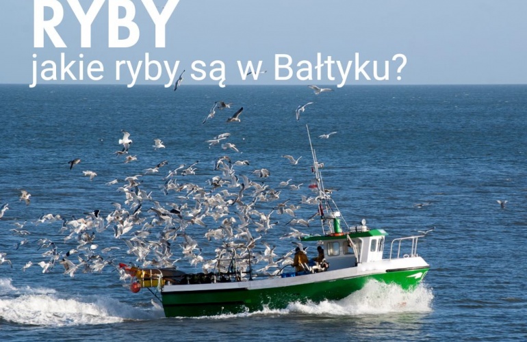 Jakie ryby występują w Bałtyku w Ustce?